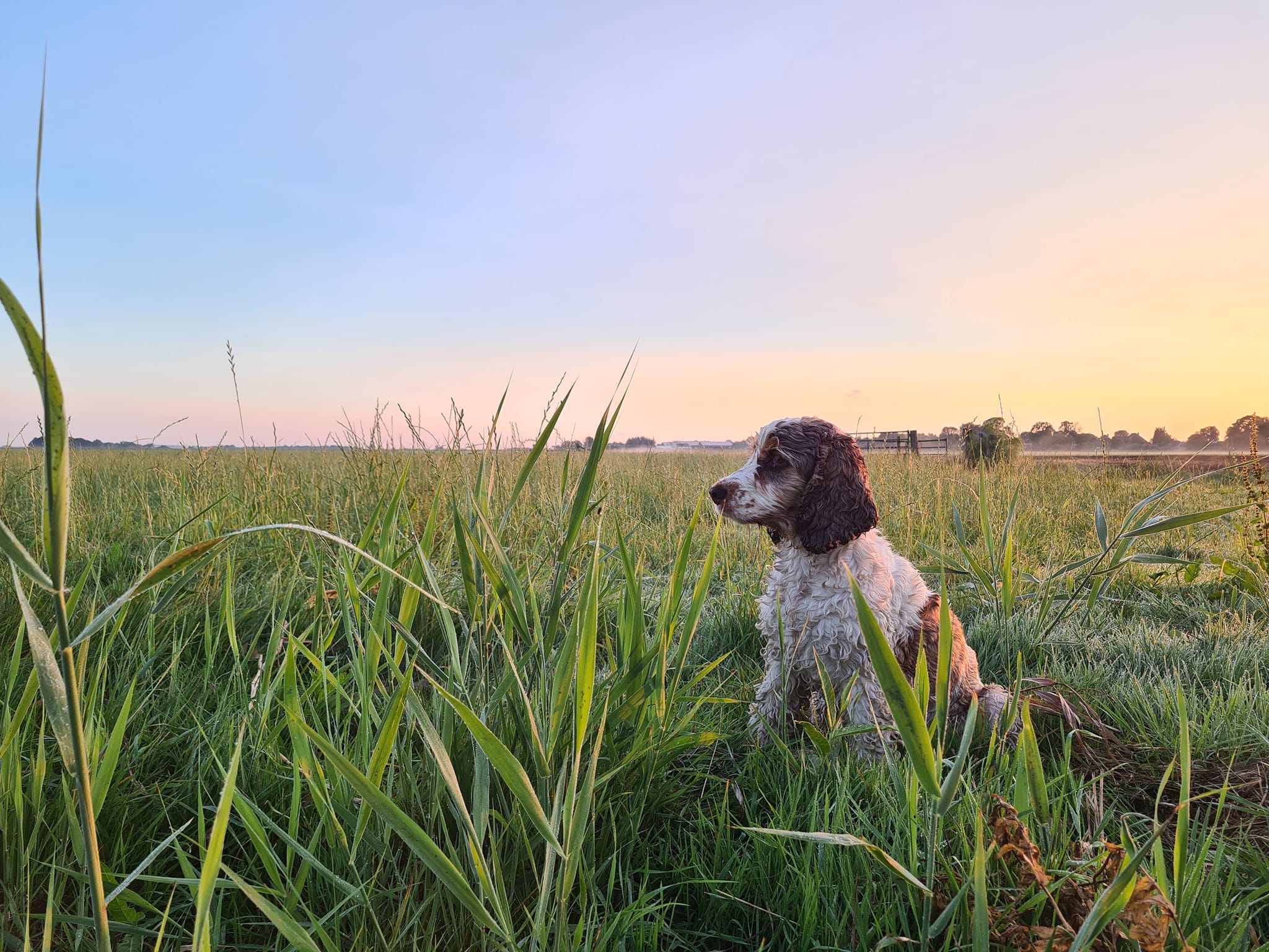 Faya in een Nederlands weiland bij zonsopgang