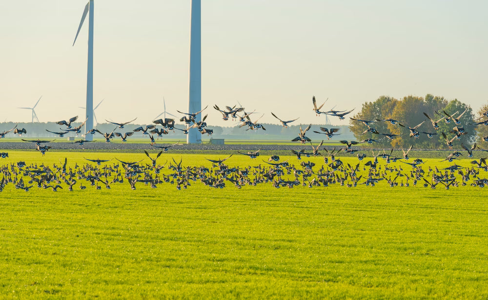 Grote groep ganzen stijgt op boven een Nederlands weiland met windmolens